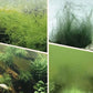 🎉Più acquisti, più risparmi💥 Rimozione di Alghe & Muschio per Acquario – Trattamento Sicuro dell'Acqua