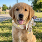 📢📢COMPRA 1 PRENDI 1 GRATIS!! ⏰Bandana Rinfrescante Estiva per Animali